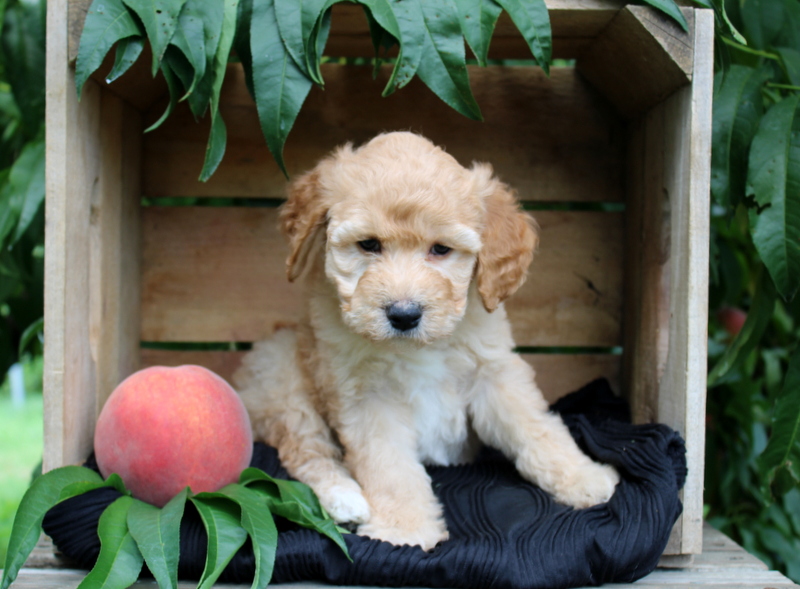 puppy, for, sale, Mini Goldendoodle F1, Matthew B. Stoltzfus, dog, breeder, Gap, PA, dog-breeder, puppy-for-sale, forsale, nearby, find, puppyfind, locator, puppylocator, aca
